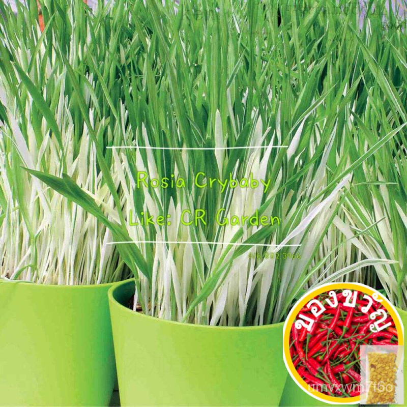 Variegated Cat Grass 5 seeds หญ้าข้าวสาลีสีเขียวและสีขาว5เม็ด 3Z8J