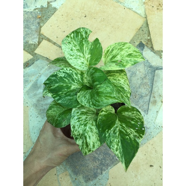 Marble Queen ราชินีหินอ่อน พร้อมกระถาง 4 นิ้ว