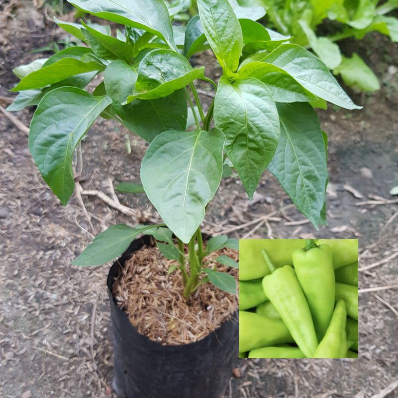 My Image 16