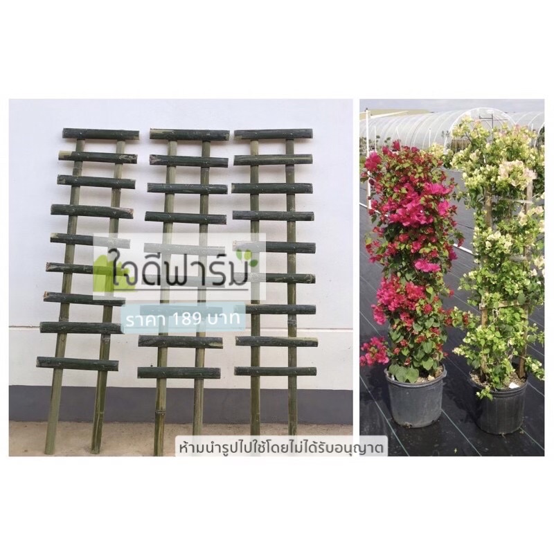 ค้างไม้เลื้อย ค้างไม้ไผ่ ค้างดอกไม้ 1 ชุดมี 3ชิ้น สูง 100x25 ซม. ราคา189บาท โฉมใหม่เเข็งแรงกว่าเดิม
