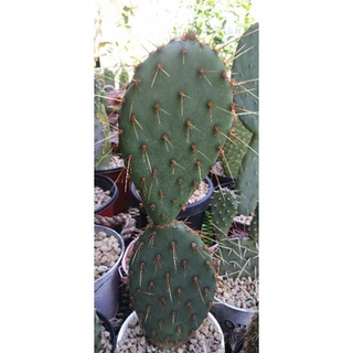 Opuntia Acciculata flexospina มีรากแตกแพดใหม่แล้ว