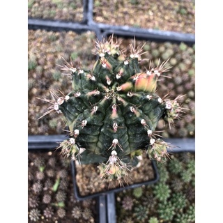 gymno :cactus RJ8 ไซส์แม่พันธุ์