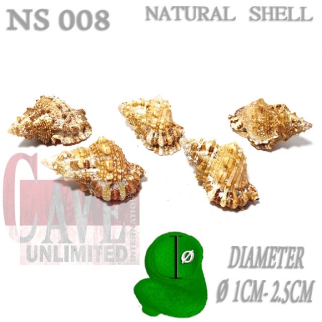 NS008 บ้านเปลือกหอยธรรมชาติ ฤาษี ปู หอยทาก umang pumpongan ต้นฉบับไม่ซ้ําใคร