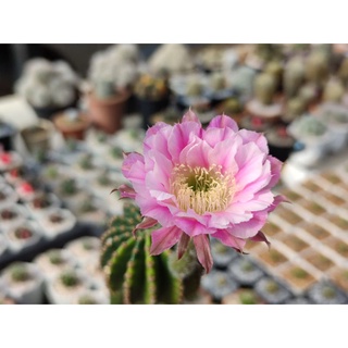 อิชินอปไฮบริด​ แองเจิล​ 🌵🌸