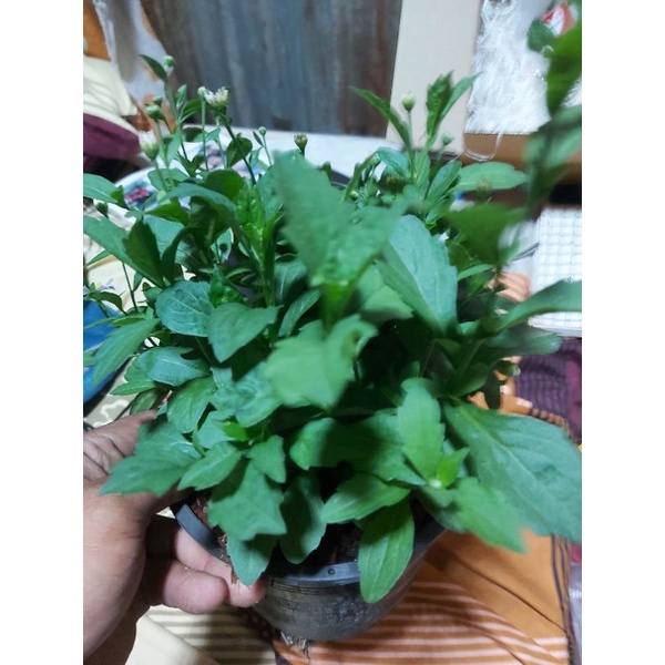 มากาเร็ต /เดซี่ ส่งพร้อมกระถาง(พุ่มใหญ่)ในกระถาง5.5นิ้วครับ - รูปที่ 3