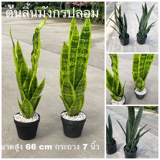 ต้นลิ้นมังกรปลอม รุ่นยาง พร้อมกระถาง