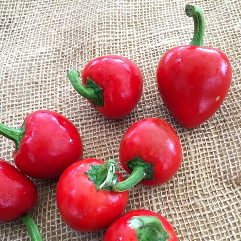 พริกเชอรี่หวาน -  Sweet Red Cherry Pepper