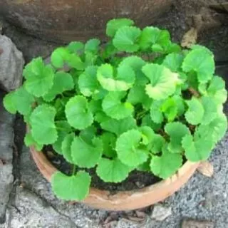 🍀🍀500เมล็ด/ซอง (ซื้อ 3ซอง แถม 1 ซอง) เมล็ดพันธุ์ใบบัวบกพันระยองกลาง (มีคุ่มือการเพาะปลูก)