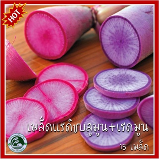 15 เมล็ด แรดิชบลูมูน เรดมูน Radish Bluemoom &amp; Redmoon เมล็ดแรดิช แรดิช เมล็ดพันธุ์แรดิช