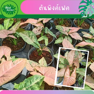 พิงค์เฟค Syngonium Pink Flecked  ต้นพิงค์เฟค ไม้มงคล ไม้ฟอกอากาศ กระถาง 6 นิ้ว