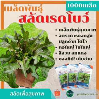 เมล็ดพันธุ์สลัดเรดโบว์  Salad Red bowl คัดเกรดพรีเมียม 1,000เมล็ด ปลูกดินแล50 เมล็ด (ไม่ใช่พืชที่มีชีวิต)