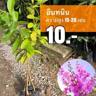 อินทนิน ต้นละ 10 บาท