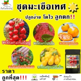 เมล็ดพันธุ์ ชุดมะเขือเทศ ปลูกง่าย โตไว ลูกดก พร้อมส่ง มะเขือเทศเชอรี่แดง/มะเขือเทศหัวใจ/มะเขือเทศต้นอิตาลีทริปแอลครอป