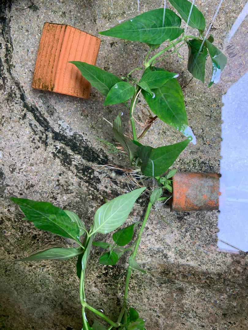 ต้นพริกน้ำ ต้นยาสมุนไพรของปลากัด ต้นล่ะ10 บ.(สั่งขั้นต่ำ5ต้นขึ้น) | Shopee  Thailand