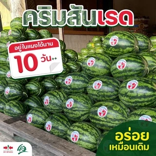 EWCOM เมล็ดพันธุ์ แตงโม คริมสันเรด Exp. 7/70 40กรัม (ประมาณ 800-900เมล็ด) ตราศรแดง WATERMELON