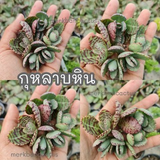 Succulent ยอดตัดสดกุหลาบหิน กุหลาบหินตัดสด กุหลายลายเสือ 🌿พร้อมส่ง