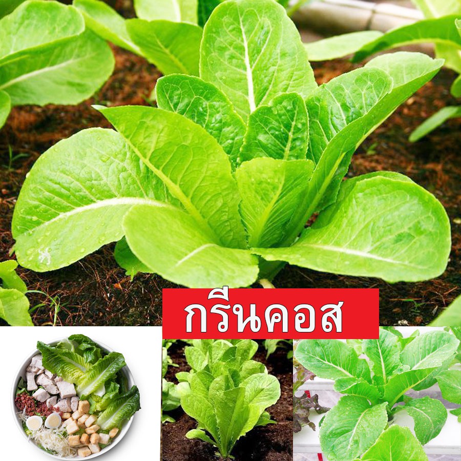 กรีนคอส🎯ถูกที่สุด10บ.🎯เมล็ดผักสลัดกรีนคอส 100เมล็ด 👉งอกดี🌱ทานอร่อย☘️โตไว ☘️ออแกนิก