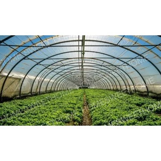 [โค้ดPSK49ลด25%] *ค่าส่งถูก* พลาสติกคลุมโรงเรือน greenhouse หน้ากว้าง 3.6 / 4 / 5เมตร หนา 80,120,150,200 ไมครอน