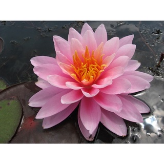 100 เมล็ด เมล็ดบัว สีชมพู นำเข้า บัวนอก สายพันธุ์เมล็ดบัว Waterlily Nymphaea Seeds