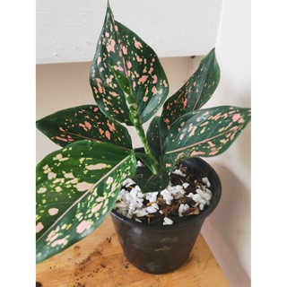 ต้นรับเงินรับทอง ตระกูลอโกลนีมา Aglaonema