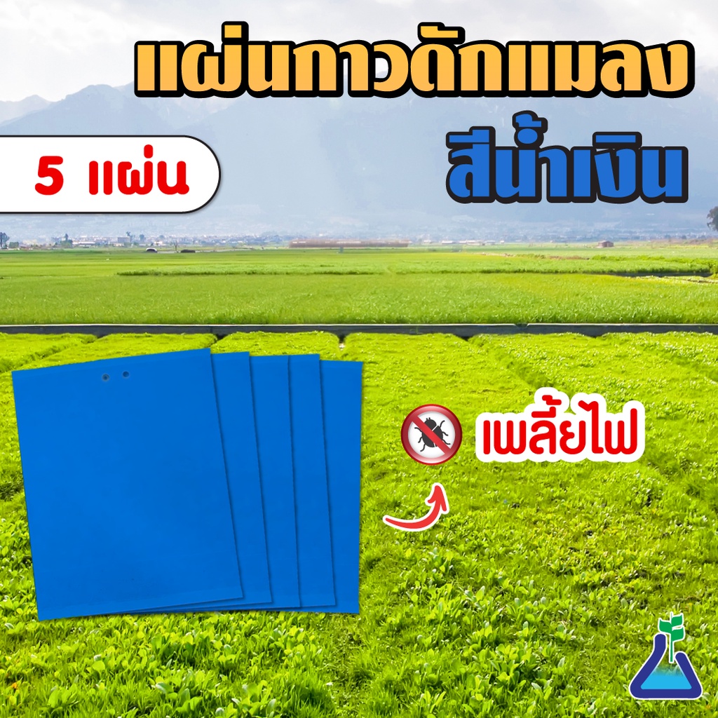 แผ่นกาวดักแมลง (สีฟ้า) จำนวน 5 แผ่น ขนาด 20 x 25 เซนติเมตร Blue Sticky Trap 20 x 25 cms 5 pcs