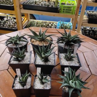 Succulent Haworthia Limofolia Marloth