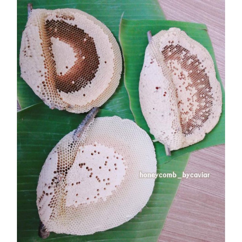 รังผึ้งจัดเซ็ทคุ้มๆ 🐝รังผึ้งป่า น้ำผึ้งป่าแท้💯% #Bycaviar - รูปที่ 6