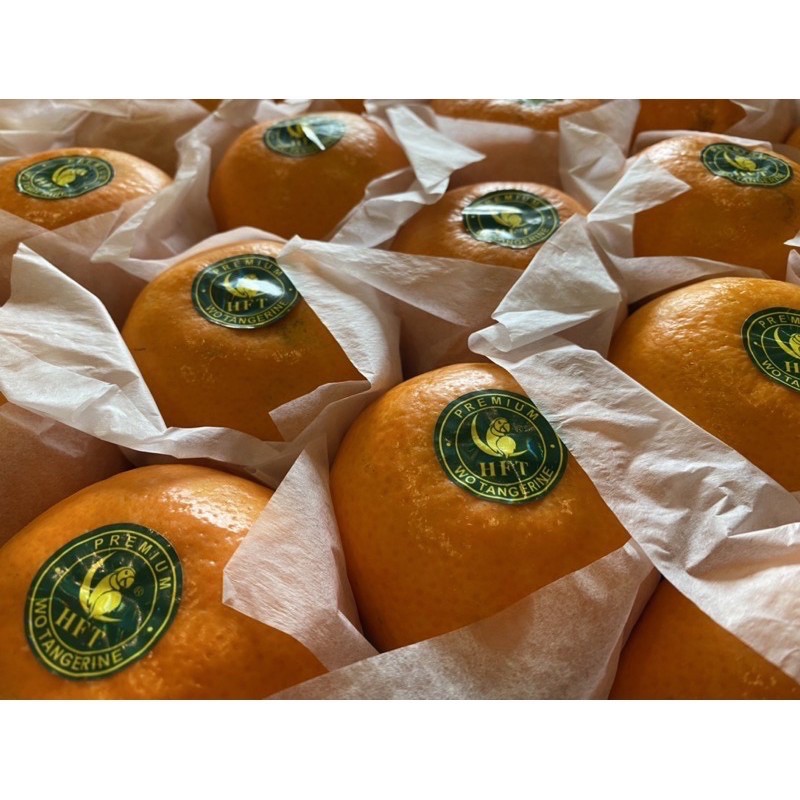 ส้มใต้หวันตรานกแก้วส้มไต้หวัน แท้ นำเข้า ขนาด S M L XL XXL - baifruit ...