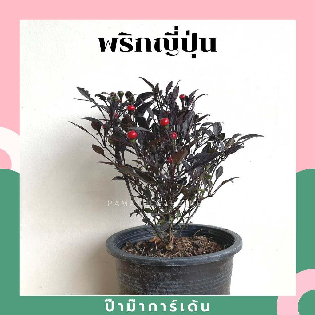 มุมมอง 3