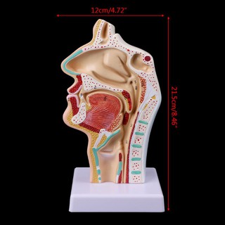 Human Anatomical Nasal Cavity Throat Anatomy Medical Model Teaching Tool D86Y