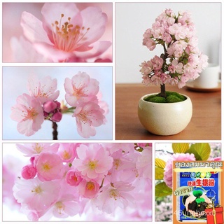 （คุณภาพสูง เมล็ด）เมล็ดซากุระญี่ปุ่น เมล็ดพันธุ์ Pink Japanese Sakura Seeds บรรจุ 30 เมล็ด ของ/เมล็ด ผัก ปลูก สวนครัว คละ