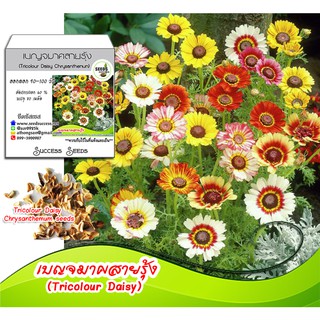 เมล็ดดอกเบญจมาศสายรุ้ง (Tricolour Daisy Chrysanthemum) (คละสี) ดอกเดซี่ เมล็ดพันธุ์ดอกเบญจมาศสายรุ้ง เมล็ดพันธุ์ดอกเดซี่