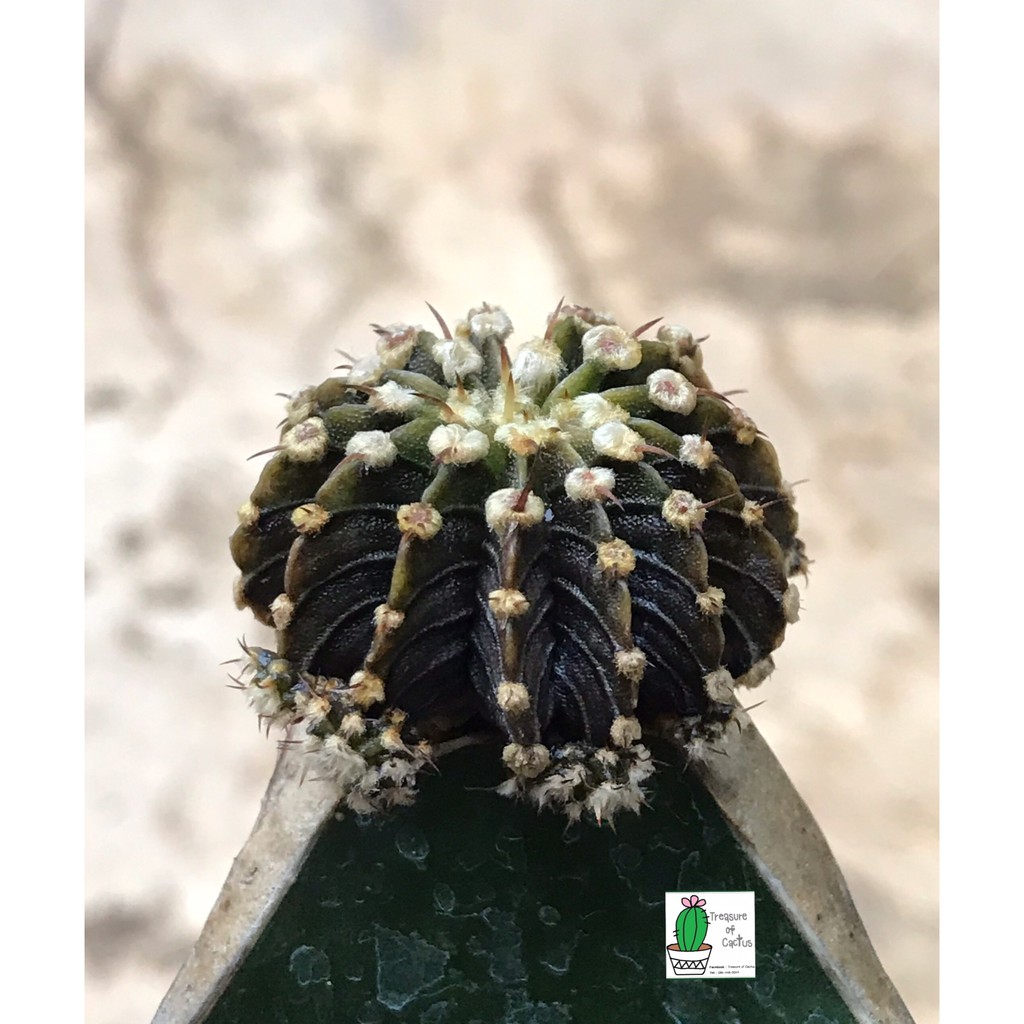แคคตัส LB2178 แท้  Gymnocalycium friedrichii LB 2178 Agua dulce LB2178 _13พู