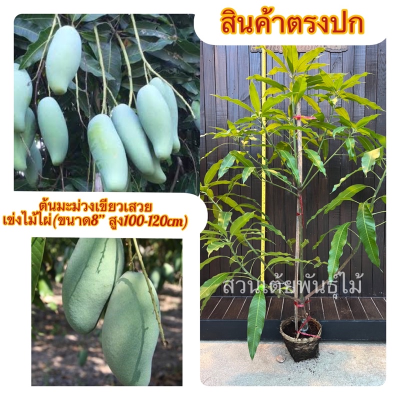 #ต้นไม้ #ผลไม้ #ต้นมะม่วง #มะม่วงเขียวเสวย #ต้นไม้ขนาดกลาง