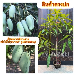 ต้นมะม่วงเขียวเสวยในถุงดำ(ขนาด8” สูง100-120cm)ออกลูกเร็วต้นใหญ่