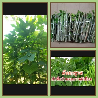 คะน้าเม็กซิโก ผักไชยา (กิ่งสด) ชุดละ 60 กิ่ง [Tree spinach - Chaya]