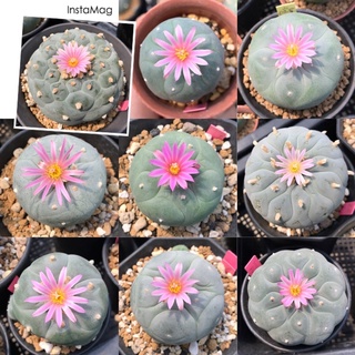 เมล็ดโลโฟ Lophophora Fricii 100seeds