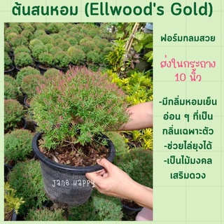 ต้นสนหอม (Ellwoods Gold) ในกระถาง 10 นิ้ว ฟอร์มทรงกลม สวยงาม ปลูกตกแต่งสวน มีกลิ่มหอม ช่วยไล่ยุงได้
