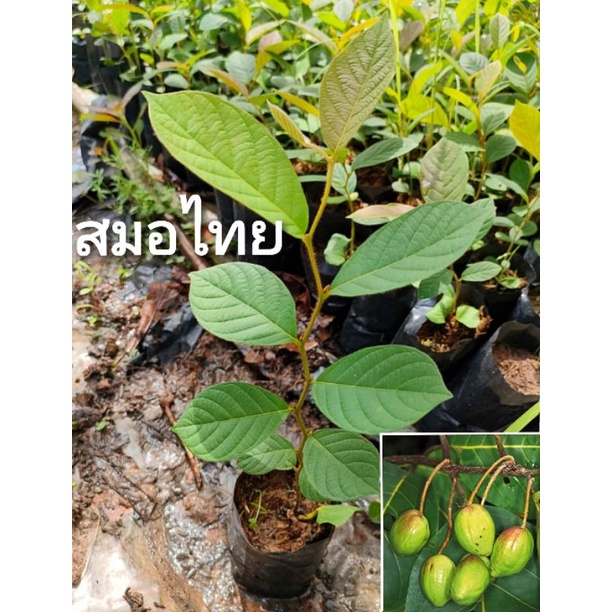 สมอไทย,สมอไทยพืชสมุนไพรหายากใกล้สูญพันธุ์
