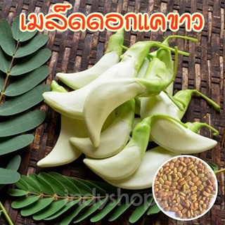 เมล็ดพันธุ์แคขาว แคบ้าน พืชมงคล ปลูกหน้าบ้าน 70 เมล็ด [10 แถม 1 คละได้]