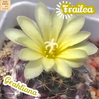 [เฟรเลียกราเลียน่า] Frailea Grahliana ส่งพร้อมกระถาง แคคตัส Cactus Succulent ไม้อวบน้ำ พืชอวบน้ำ ไม้หนาม ไม้โขด