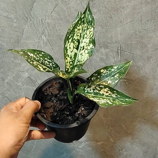 ต้นอโกลนีมา เพชรนำ้หนึ่ง  Aglaonema First Diamond ต้นไม้มงคล ต้นไม้ฟอกอากาศ ปลูกในกระถาง 5 นิ้ว