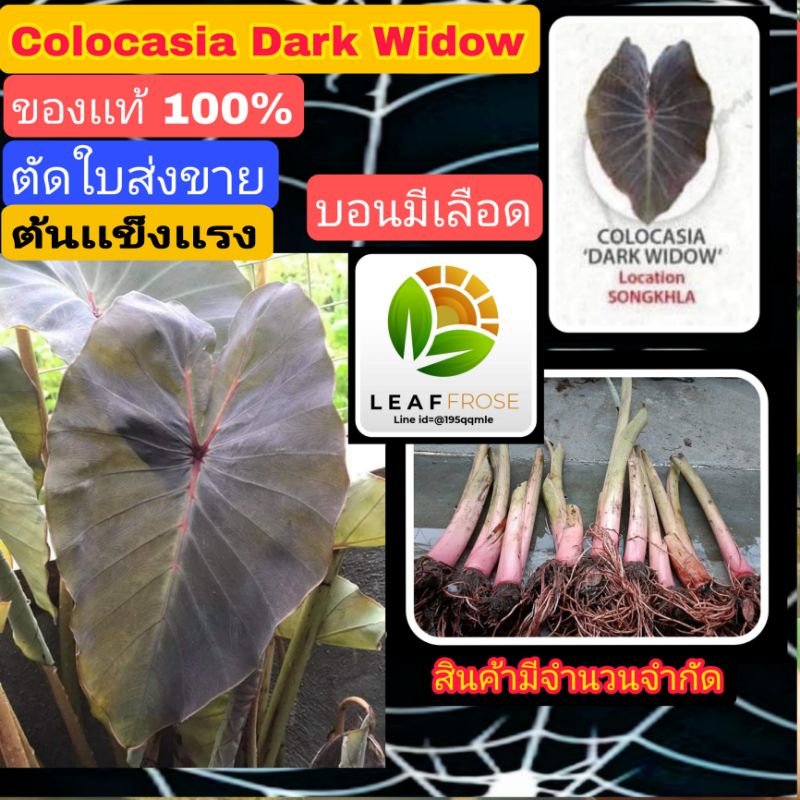 colocasia dark widow บอนเดือด ตัดใบส่ง คนละสายพันธุ์ กับ colocasia black widow ใบจะออกสีดำเข้ม