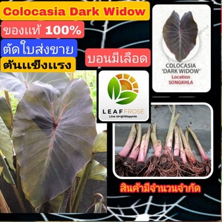 colocasia dark widow บอนเดือด ตัดใบส่ง คนละสายพันธุ์ กับ colocasia black widow ใบจะออกสีดำเข้ม