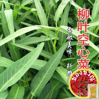 Biji Benih Kangkung (20 seeds) / ผักบุ้งเมล็ด / Water Spanich Seeds种子/鲜花/母婴/花园/园艺/内裤/向日葵/苹果/生菜/芹菜/ IHRO