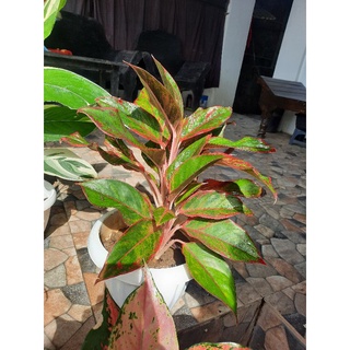 seeds Aglaonema R50 เมล็ด (ไม่ใช่พืชที่มีชีวิต)