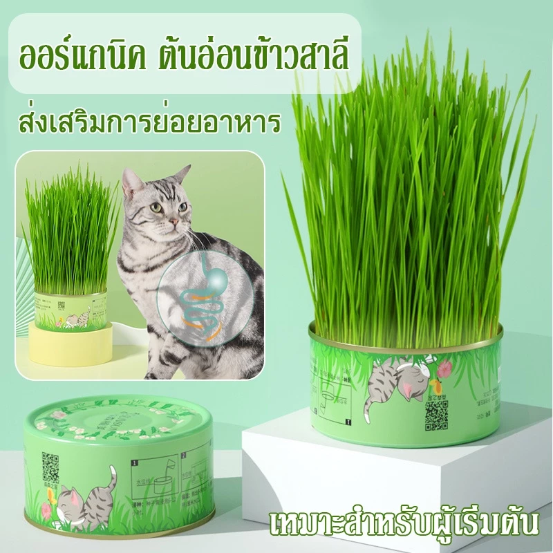 พร้อมส่ง!!หญ้าแมว ออร์แกนิค ต้นอ่อนข้าวสาลี ต้นข้าวสาลี สำหรับสัตว์เลี้ยง ต้นหญ้าแมวพร้อมทาน ส่งเสริมการย่อยอาหาร