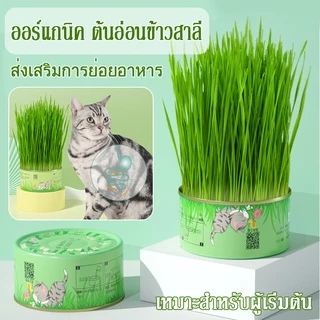 พร้อมส่ง！！หญ้าแมว ออร์แกนิค ต้นอ่อนข้าวสาลี ต้นข้าวสาลี สำหรับสัตว์เลี้ยง ต้นหญ้าแมวพร้อมทาน ส่งเสริมการย่อยอาหาร