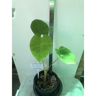 ต้นบอนแนนซี่Colocasia nancyไซร้ตั้งคุณแม่