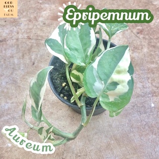 [พลูงาช้างด่าง] Epripemnum Aureum ไม้ใบ ไม้สวย ไม้ฟอก ไม้ฟอกอากาศ ไม้ประดับ ไม้หายาก ไม้ดอก ไม้ด่าง